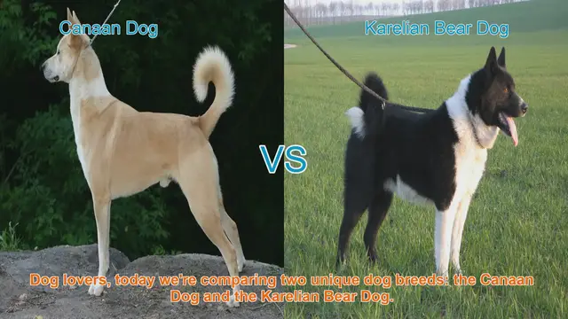 Video thumbnail for Canaan Dog vs. Karelian Bear Dog: A Breed Comparison