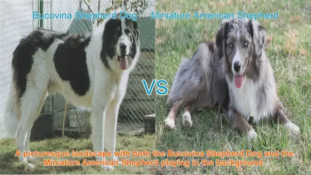 Video thumbnail for Exploring Bucovina Shepherd Dog vs. Miniature American Shepherd