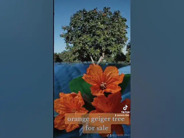 'Video thumbnail for orange geiger tree for sale'