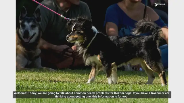 Video thumbnail for Common Health Problems in Kokoni Dogs: What You Need to Know