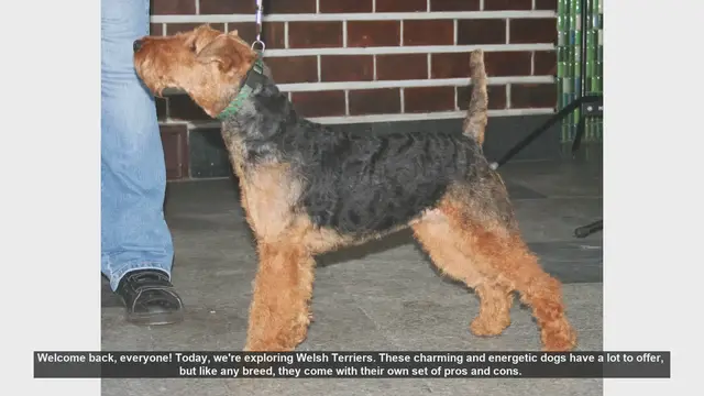 Video thumbnail for Welsh Terriers: Pros and Cons of This Energetic Breed