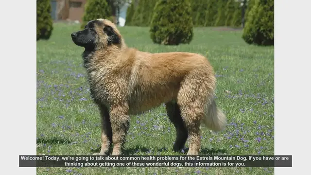 Video thumbnail for Common Health Problems in Estrela Mountain Dogs: What You Need to Know