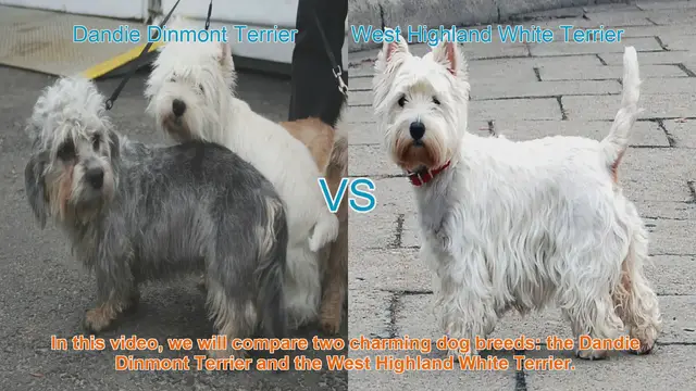 Video thumbnail for Comparing Dandie Dinmont Terrier and West Highland White Terrier: A Comprehensive Guide