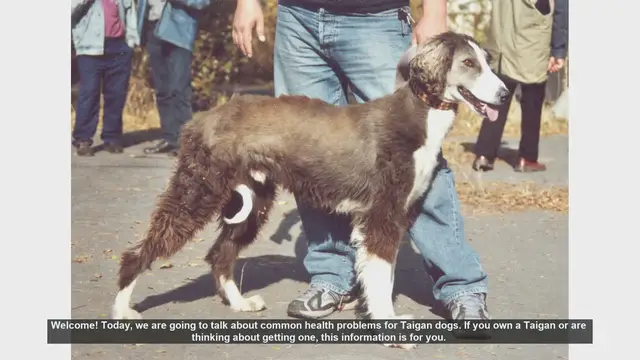 Video thumbnail for Common Health Problems in Taigan Dogs: What You Need to Know