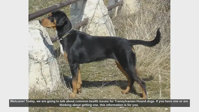 Video thumbnail for Common Health Issues in Transylvanian Hound Dogs