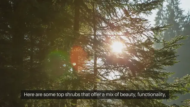 Video thumbnail for Best Shrubs For Your Garden