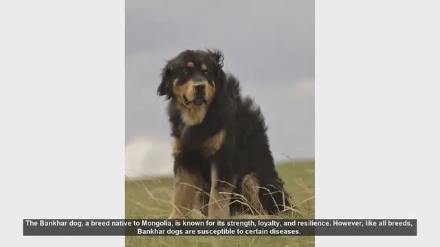 Video thumbnail for Common Health Issues in Bankhar Dogs: Prevention and Care