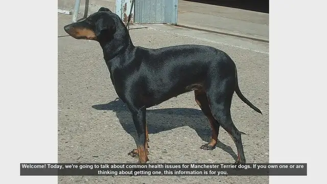 Video thumbnail for Common Health Issues in Manchester Terriers: What Every Owner Should Know