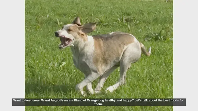 Video thumbnail for Best Foods for a Healthy Grand Anglo-Français Blanc et Orange Dog
