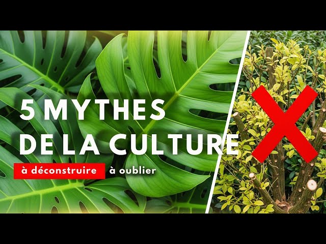 Video thumbnail for Jorge Cervantes : 7 Mythes de la Culture Démystifiés