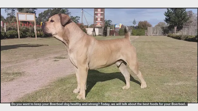Video thumbnail for Top Foods to Keep Your Boerboel Healthy and Strong