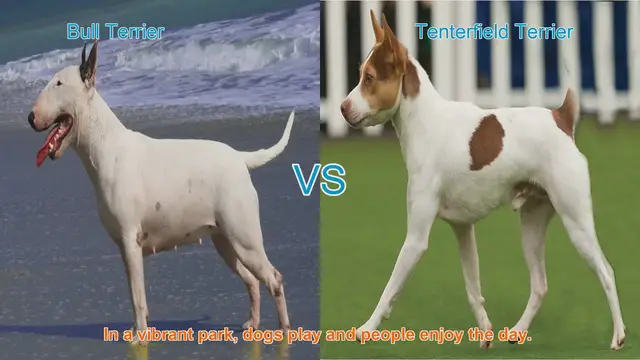Video thumbnail for Bull Terrier vs. Tenterfield Terrier: A Breed Comparison