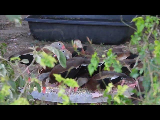 Video thumbnail for You Do Know How To Whistle