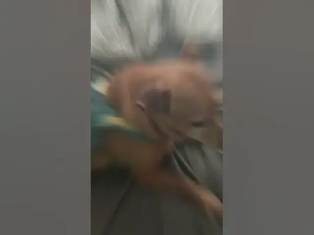 Video thumbnail for Can I pet dat dawg