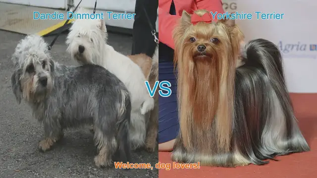 Video thumbnail for Dandie Dinmont Terrier vs. Yorkshire Terrier: A Comparison of Charming Dog Breeds