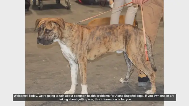 Video thumbnail for Common Health Problems in Alano Español Dogs: Prevention and Care Tips