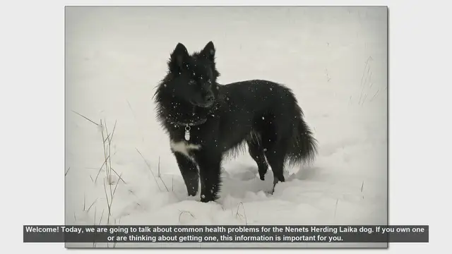 Video thumbnail for Common Health Problems in Nenets Herding Laika Dogs