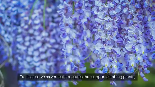 Video thumbnail for Creating Shade With Trellises