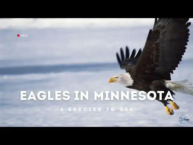 Video thumbnail for Exploring the Majestic Eagles of Minnesota