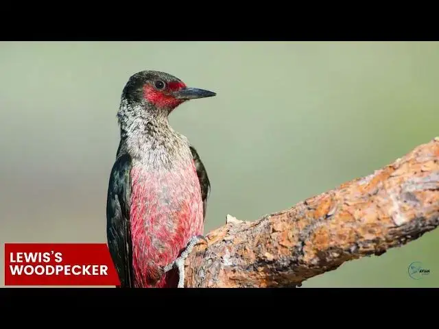 Video thumbnail for How to Identify Montana's Woodpeckers: Tips and Tricks