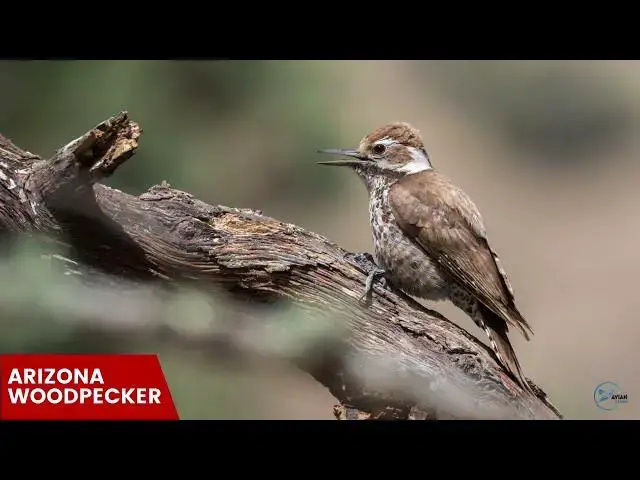 Video thumbnail for Finding Woodpeckers in New Mexico's Hidden Gems