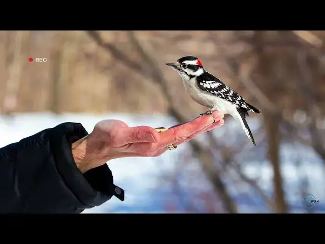 Video thumbnail for Exploring Woodpeckers in North Dakota's Forests: A Birdwatcher's Guide
