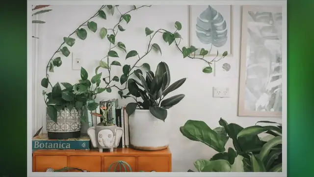 'Video thumbnail for 22 Best Plants for Cleaning Indoor Air, Why Everyone's Obsessed?'