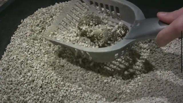 Video thumbnail for Tennessee Lawmaker Switches From School ‘Litter Box’ Hoax to ‘Leashes’ Narrative