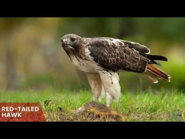 Video thumbnail for Hawks in California: Winged Wonders of the Golden State