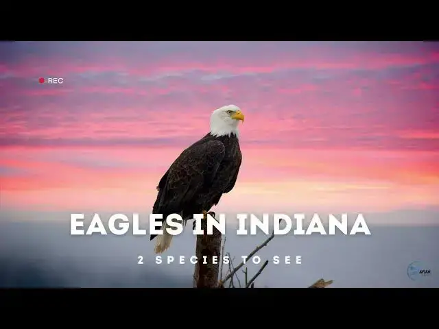 Video thumbnail for Eagles in Indiana: A Closer Look