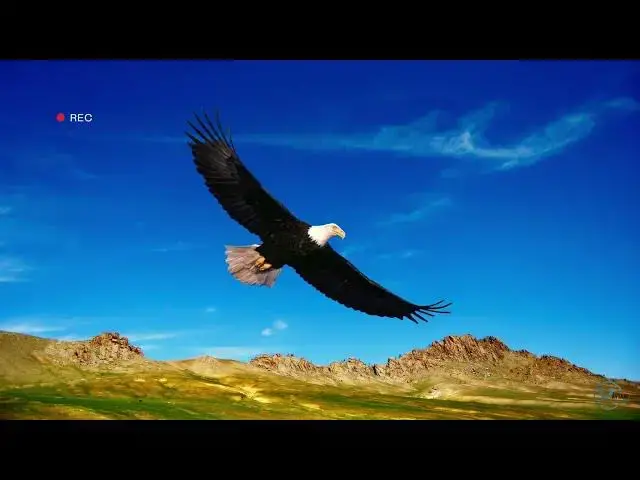 Video thumbnail for Eagles in Connecticut: A Guide to Identification