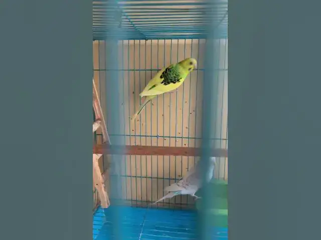 'Video thumbnail for 4 Budgies in a cage #avians #avianstory #budgies #birdcage'