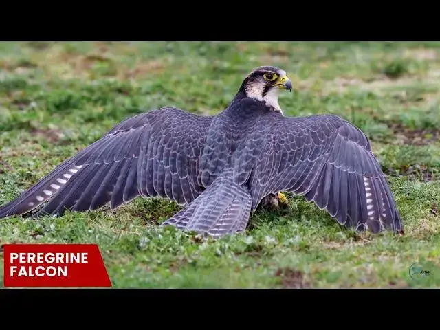 Video thumbnail for Hawks in Louisiana: Aerial Custodians of the Pelican State