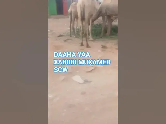 Video thumbnail for Geela jigjiga