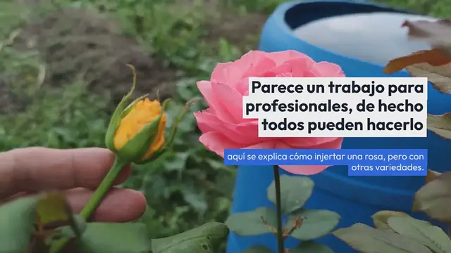 Video thumbnail for aómo injertar una rosa en otra variedad: finalmente reveló el truco