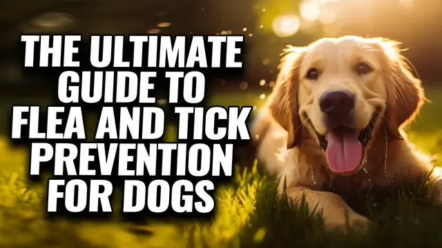 'Video thumbnail for Safe Flea and Tick Solutions for Dogs'