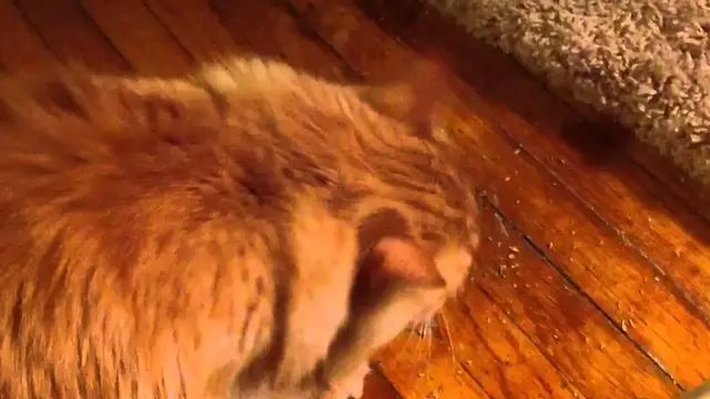 Video thumbnail for Parker catnip | Parker The Cat