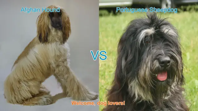 Video thumbnail for Afghan Hound vs. Portuguese Sheepdog: A Comparison of Long-Haired Dog Breeds