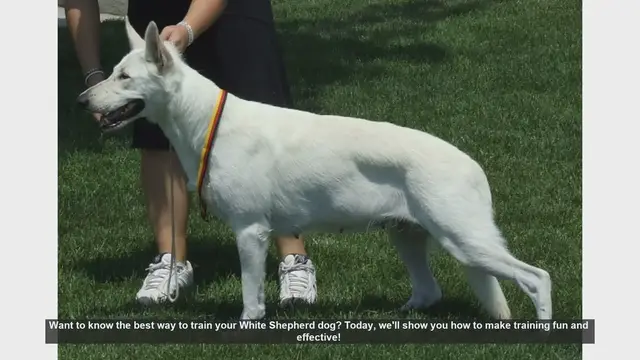 Video thumbnail for Effective and Fun Training Tips for Your White Shepherd Dog