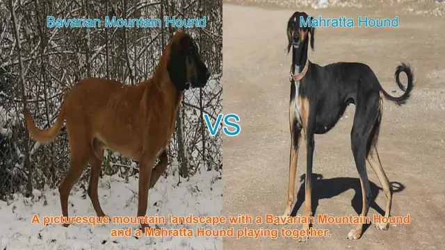 Video thumbnail for Exploring Bavarian Mountain Hound and Mahratta Hound: A Breed Comparison