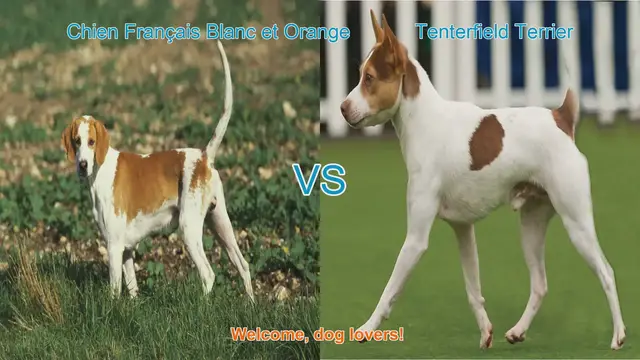 Video thumbnail for Dog Breed Showdown: Chien Français Blanc et Orange vs. Tenterfield Terrier
