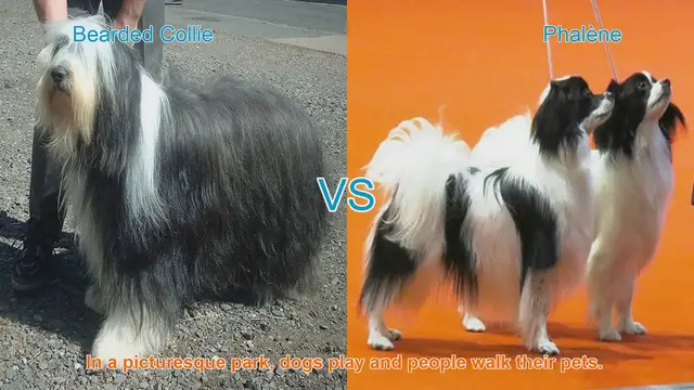 Video thumbnail for Bearded Collie vs. Phalène: A Comprehensive Breed Comparison