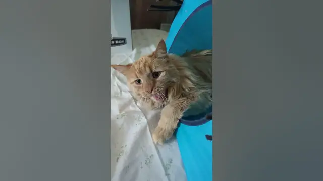 Video thumbnail for 😺MeYawn | Parker the Cat