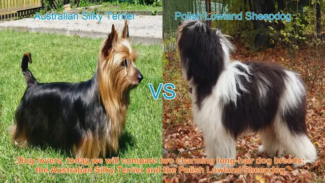 Video thumbnail for Charming Long-Hair Dog Breeds: Australian Silky Terrier vs. Polish Lowland Sheepdog