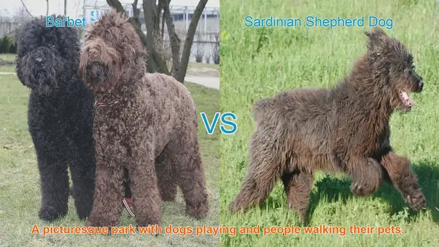 Video thumbnail for Comparing Barbet and Sardinian Shepherd Dog Breeds