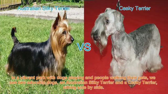 Video thumbnail for Comparing Australian Silky Terrier and Cesky Terrier: A Comprehensive Guide