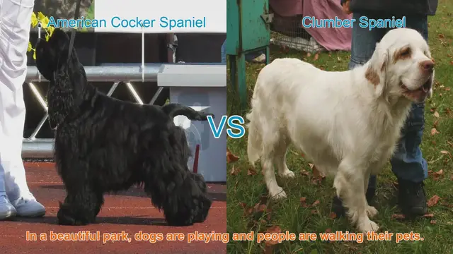 Video thumbnail for American Cocker Spaniel vs. Clumber Spaniel: A Breed Comparison