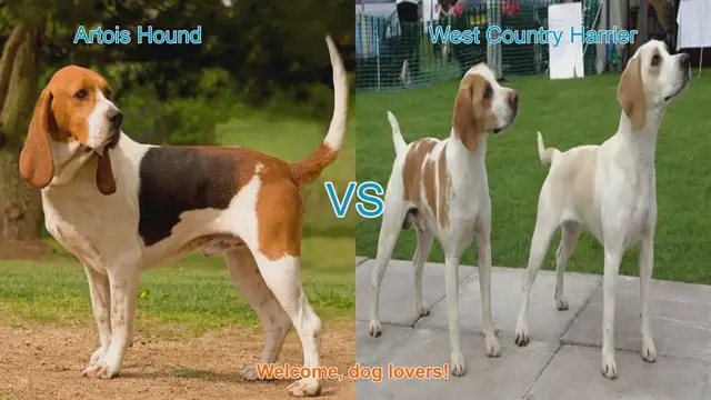 Video thumbnail for Artois Hound vs. West Country Harrier: A Comparison of Two Unique Dog Breeds