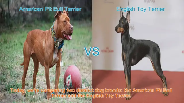 Video thumbnail for Comparing American Pit Bull Terrier and English Toy Terrier: Origins, Physical Traits, and Temperaments