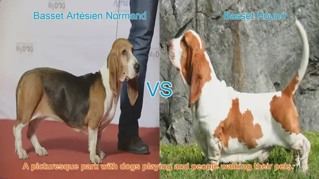 Video thumbnail for Basset Artésien Normand vs. Basset Hound: A Comprehensive Breed Comparison